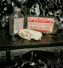 Load image into Gallery viewer, Mink Skull
