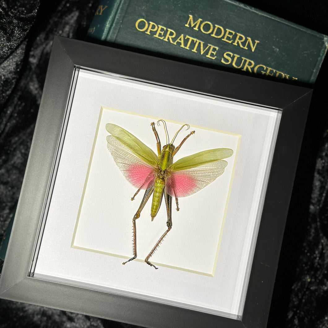 Citrus Grasshopper