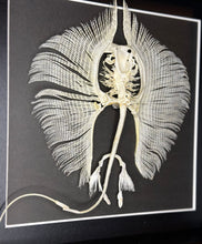 Load image into Gallery viewer, Stingray Skeleton
