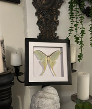 Load image into Gallery viewer, Chinese Luna Moth
