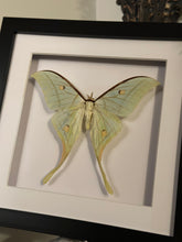 Load image into Gallery viewer, Chinese Luna Moth
