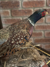 Load image into Gallery viewer, Ring Necked Pheasant
