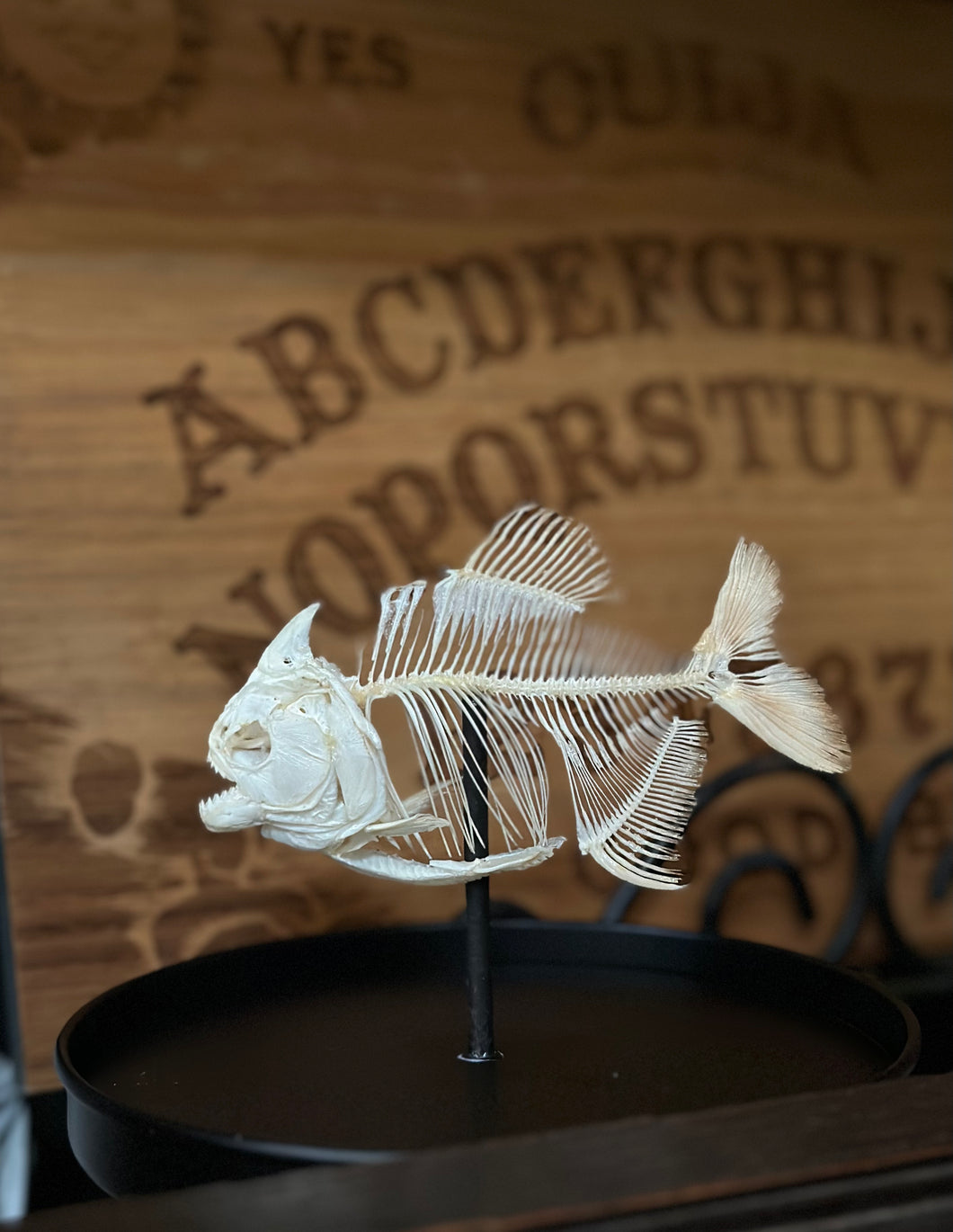 Red Bellied Piranha Skeleton