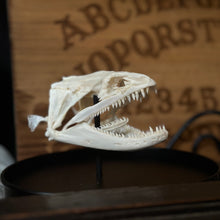 Load image into Gallery viewer, Moray Eel Skull Dome
