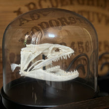 Load image into Gallery viewer, Moray Eel Skull Dome
