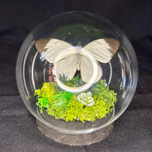 Load image into Gallery viewer, Butterfly Dome
