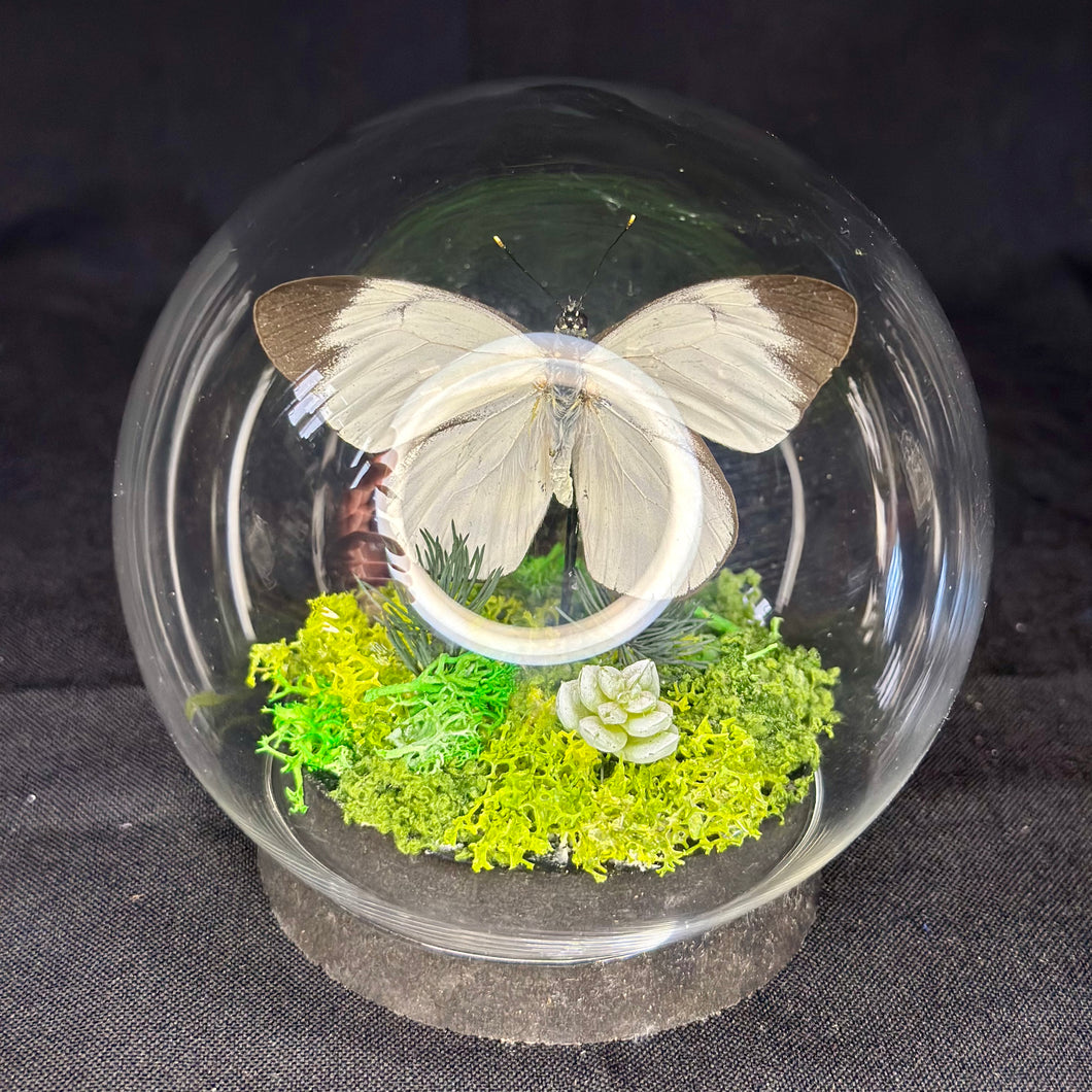 Butterfly Dome