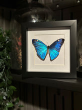 Load image into Gallery viewer, Adonis Morpho
