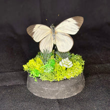 Load image into Gallery viewer, Butterfly Dome
