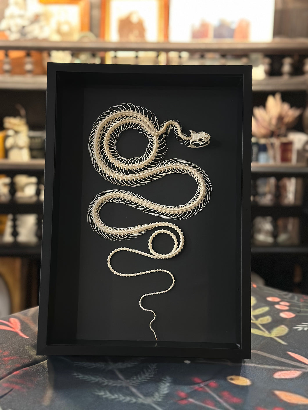 Rat Snake Skeleton