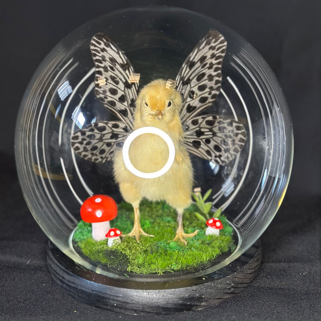 Fairy Chick