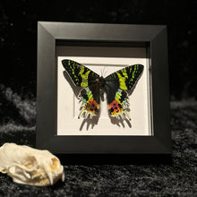 Load image into Gallery viewer, Madagascar Sunset Moth
