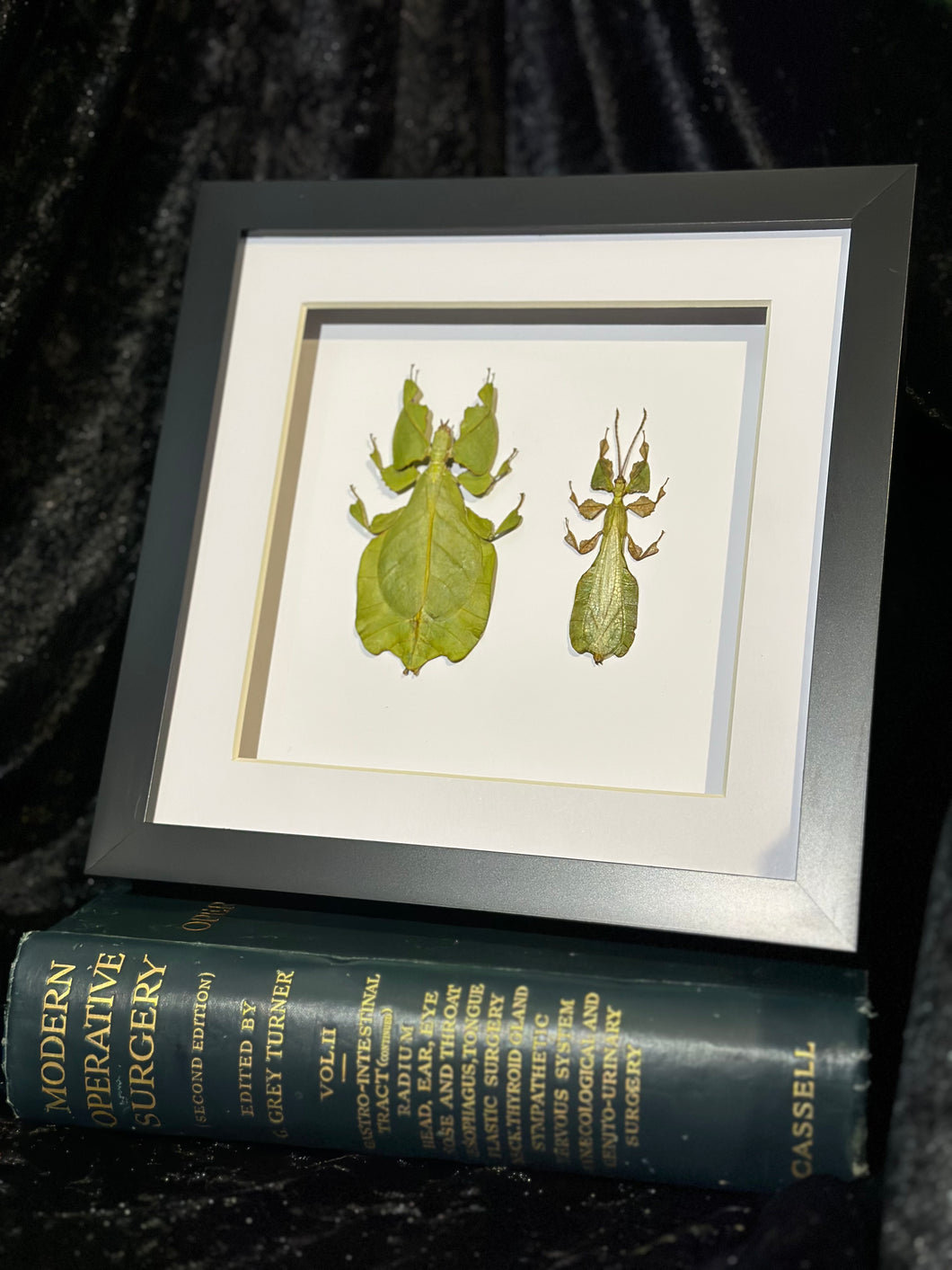 Female + Male Leaf Insects