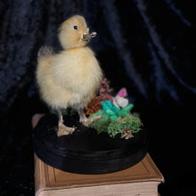 Load image into Gallery viewer, Duckling Dome
