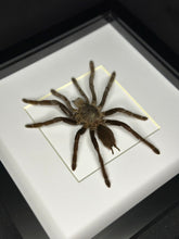 Load image into Gallery viewer, Orange Kneed Tarantula
