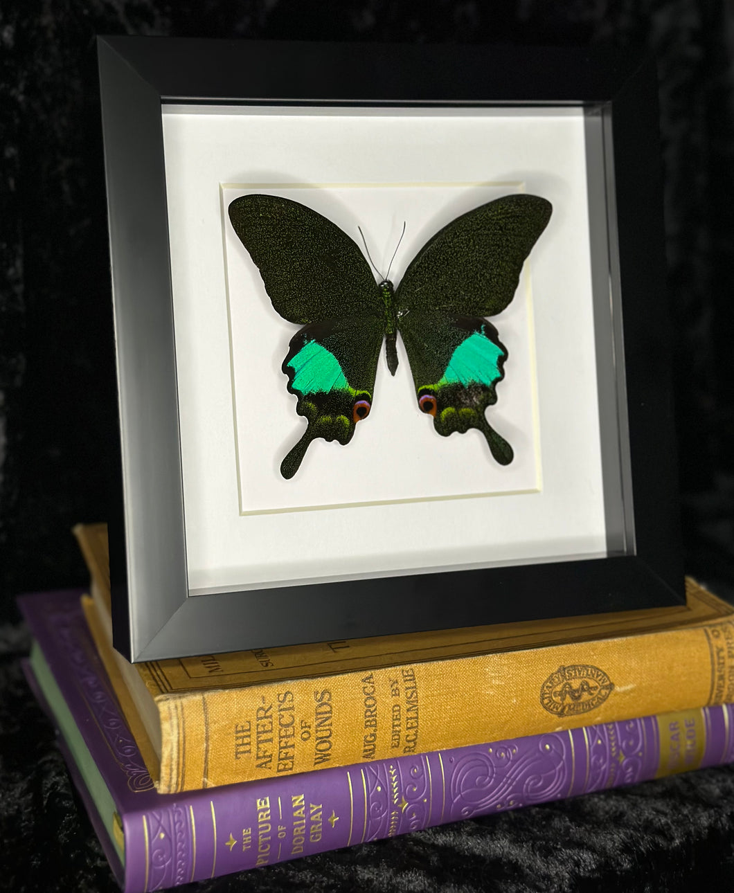 Jungle Jade Butterfly