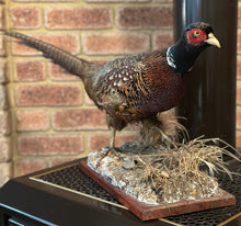 Load image into Gallery viewer, Ring Necked Pheasant
