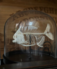 Load image into Gallery viewer, Red Bellied Piranha Skeleton
