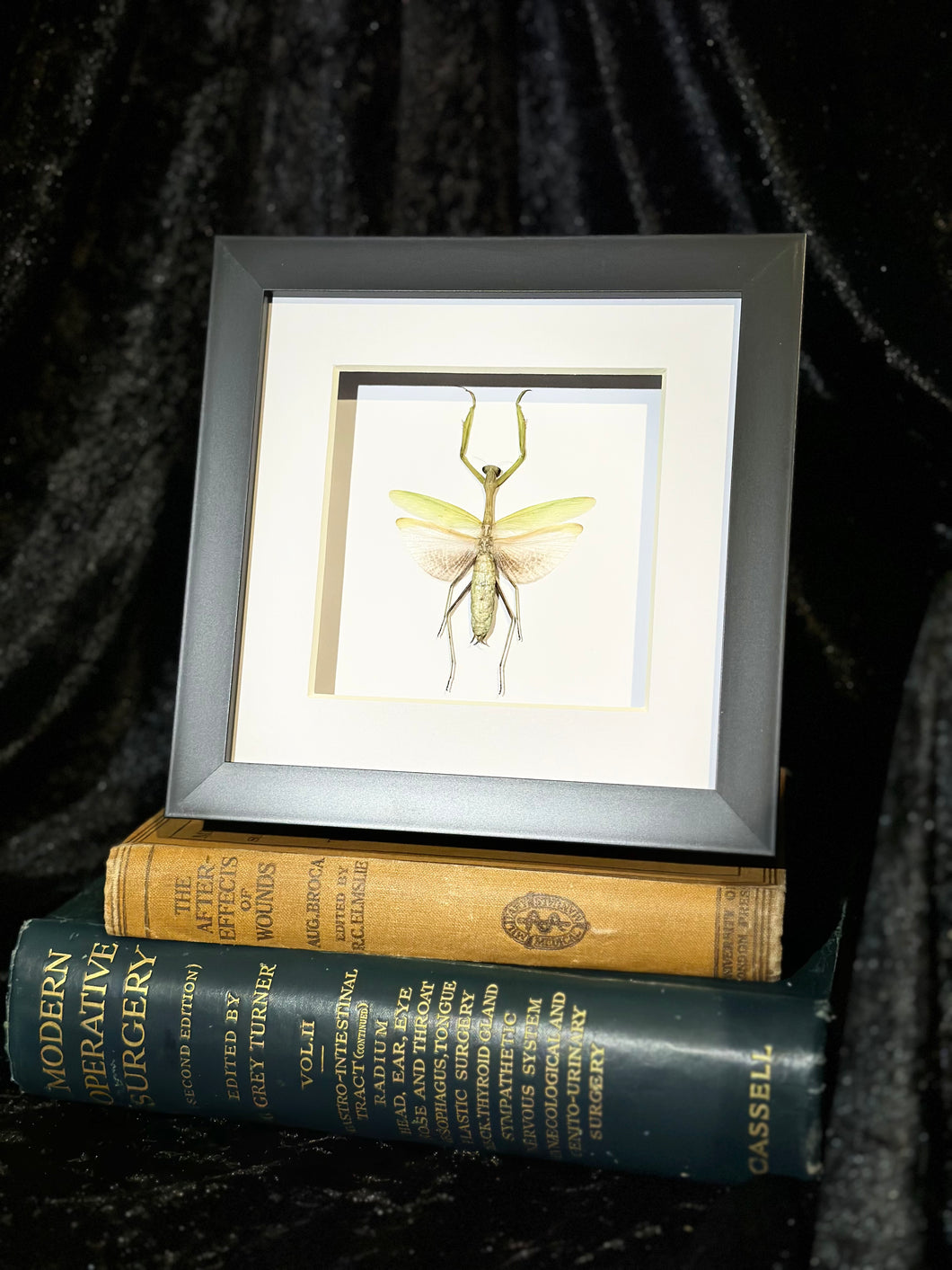 Statilia Mantis