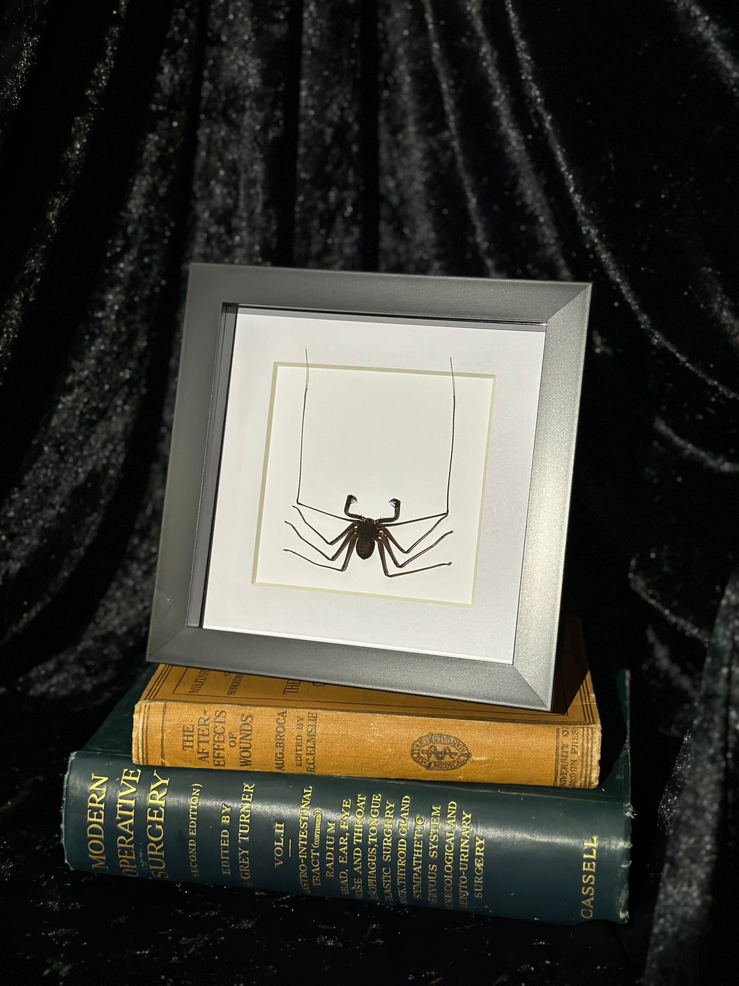 Whip Spider