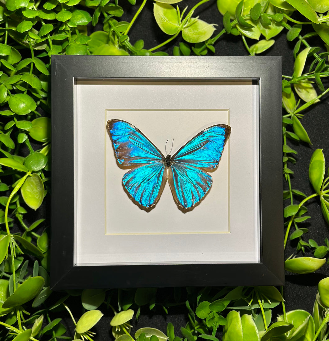 Adonis Morpho