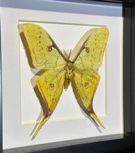 Load image into Gallery viewer, Golden Moon Moth
