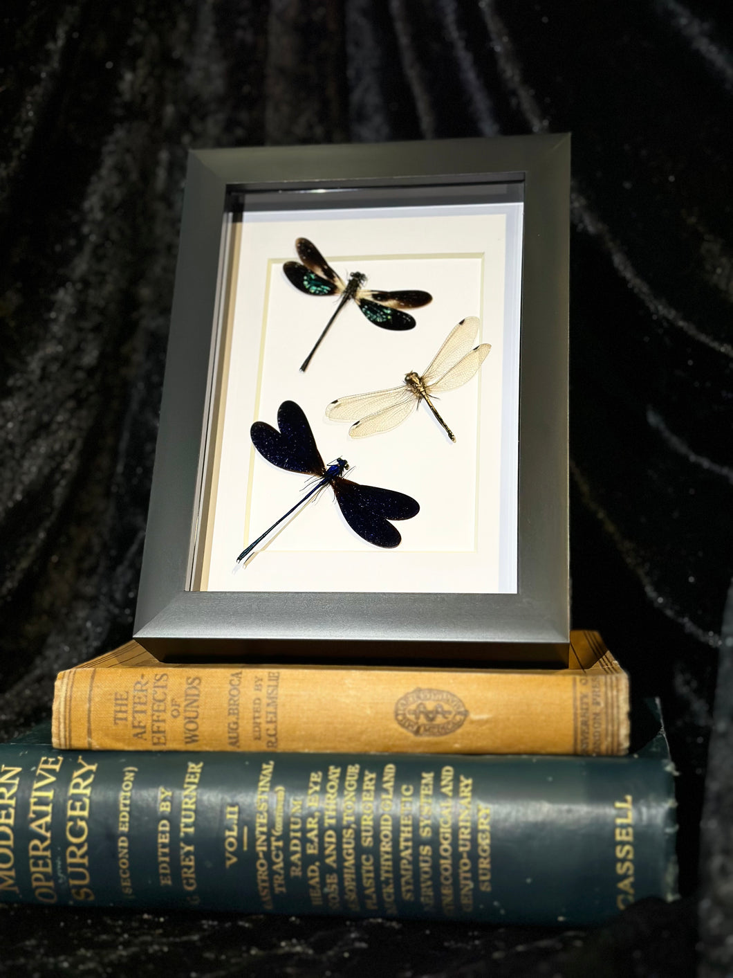 Dragonflies