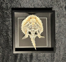 Load image into Gallery viewer, Starry Batfish Skeleton
