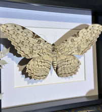 Load image into Gallery viewer, White Witch Moth
