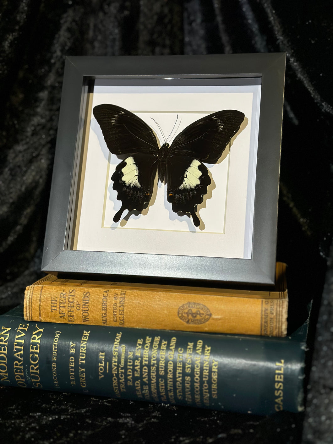 Helenus Swallowtail