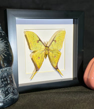 Load image into Gallery viewer, Golden Moon Moth
