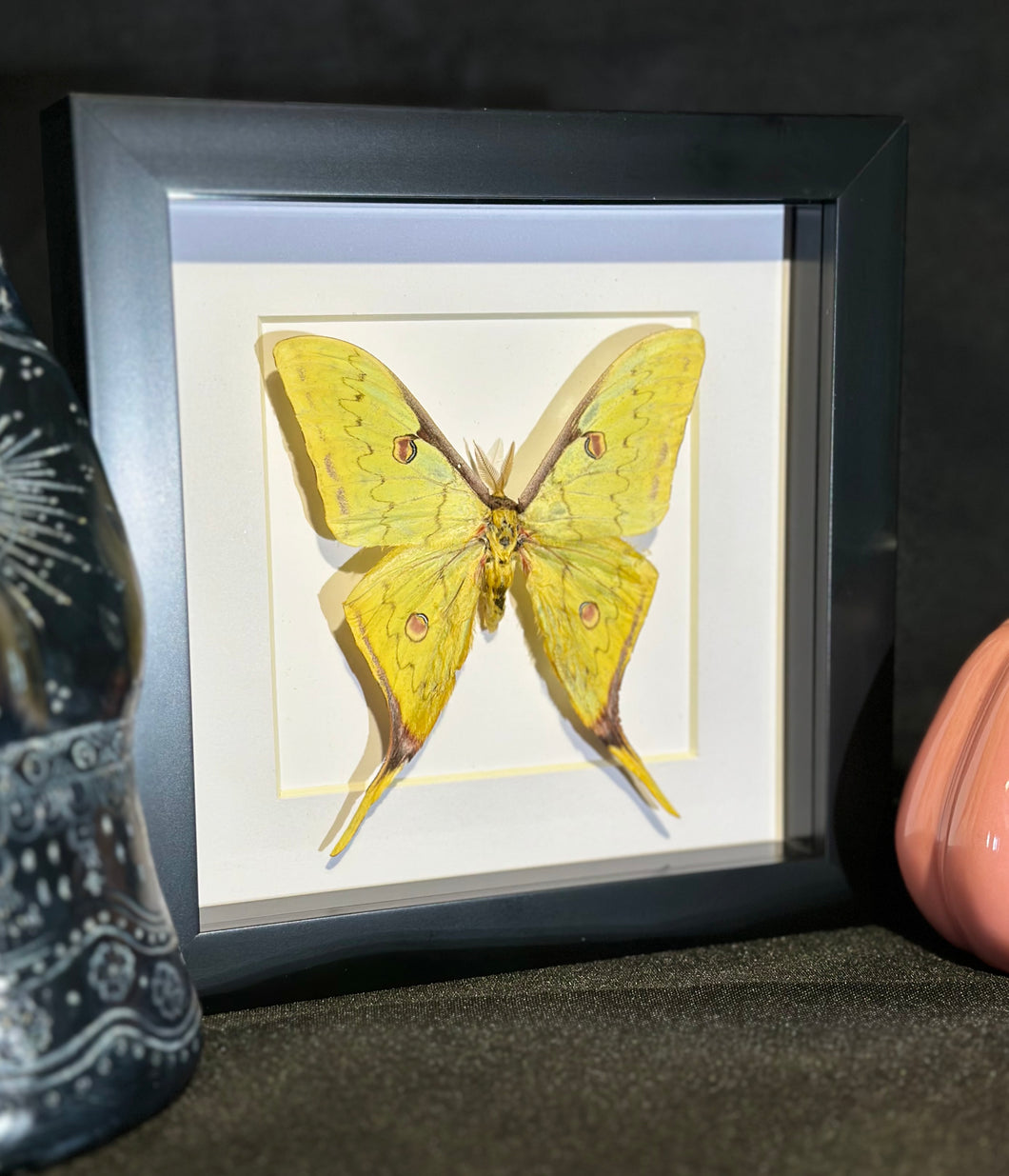 Golden Moon Moth