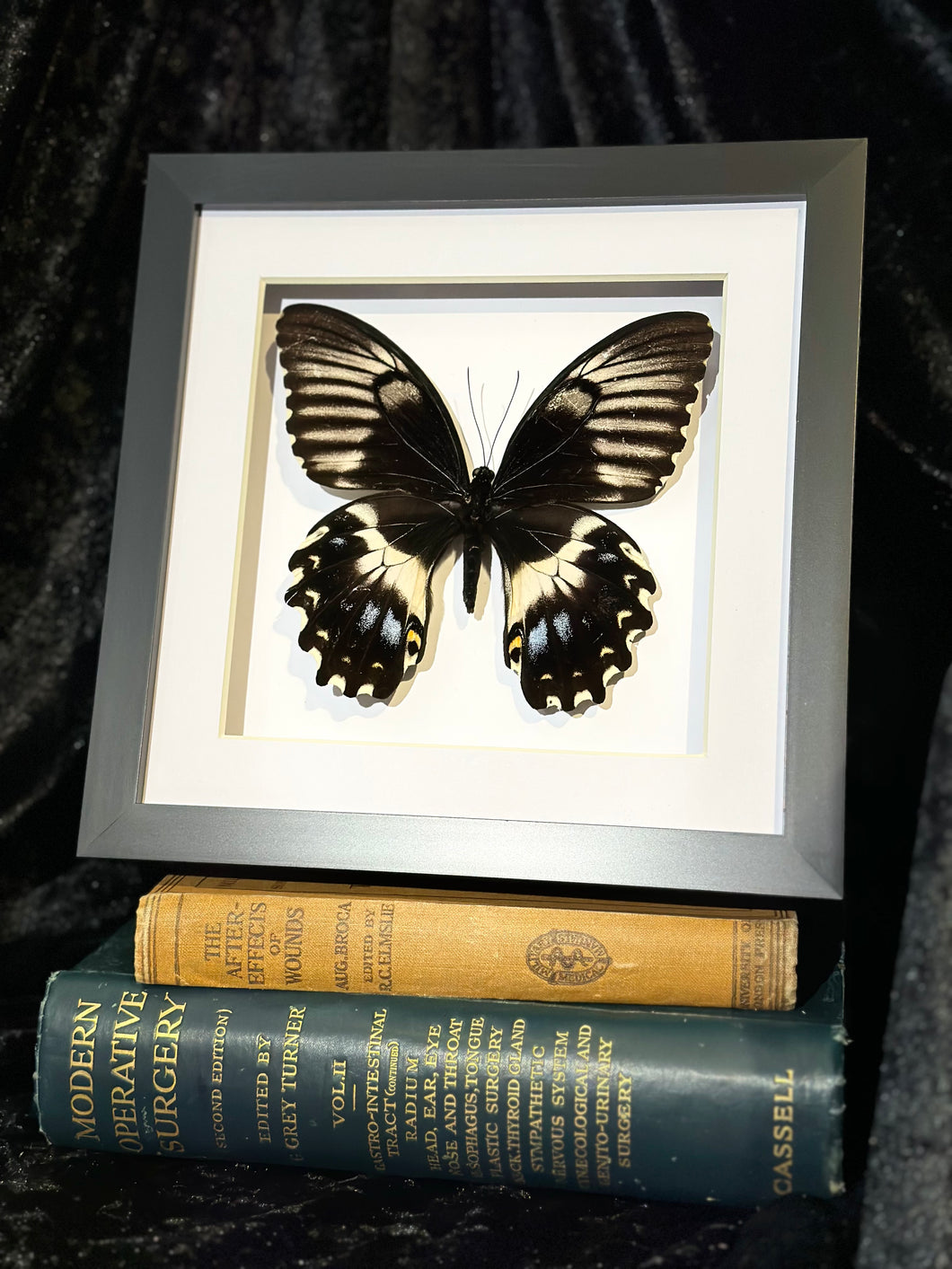 Gambrisius Swallowtail (Female)
