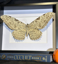 Load image into Gallery viewer, White Witch Moth
