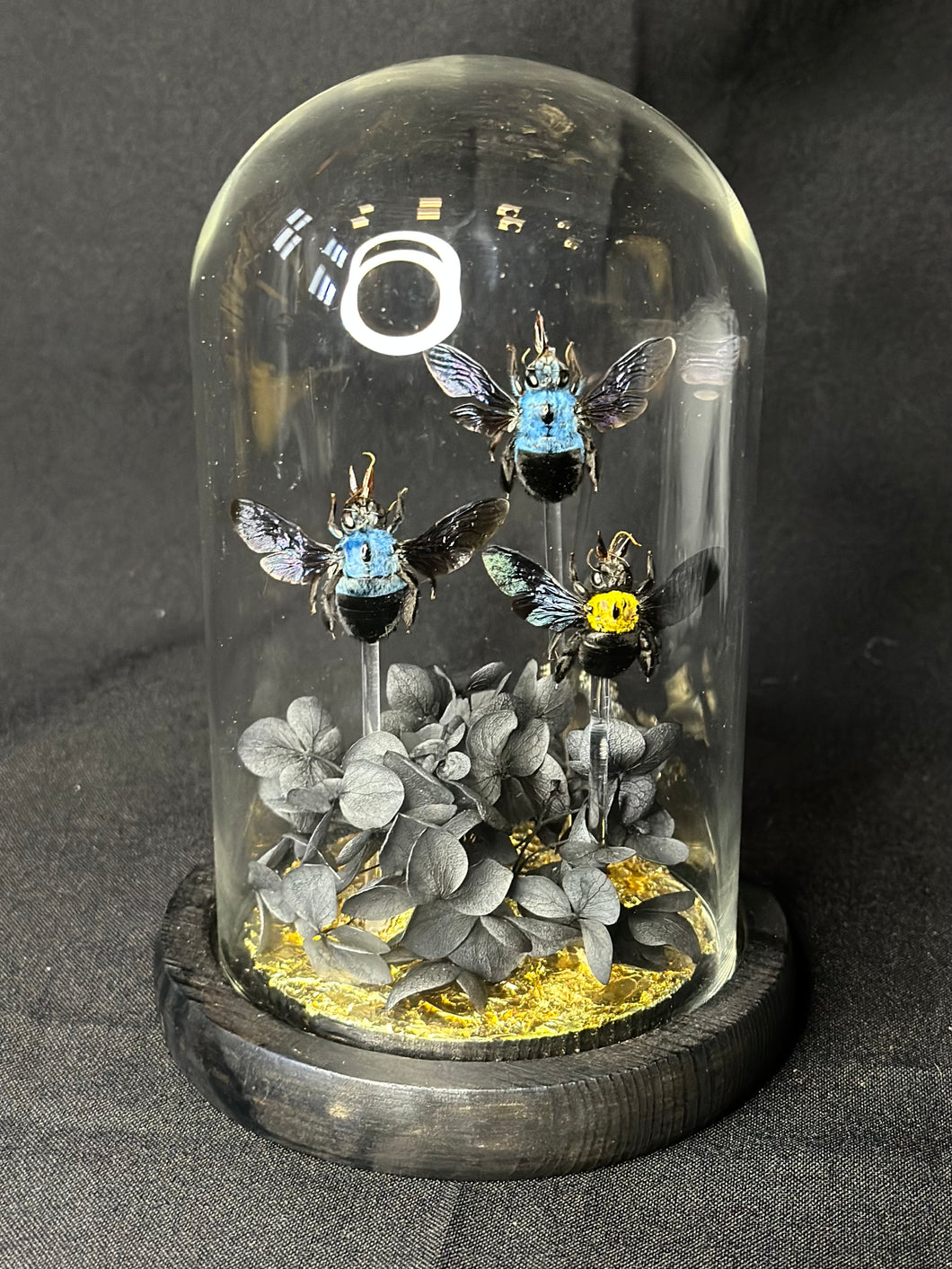 Carpenter Bee Dome