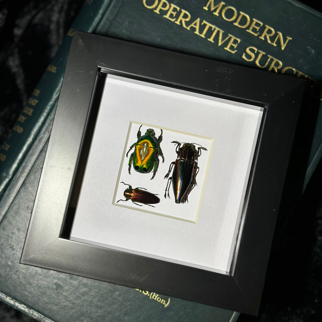 The Beetles