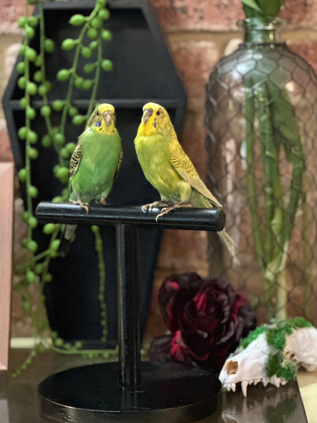 Budgie Pair
