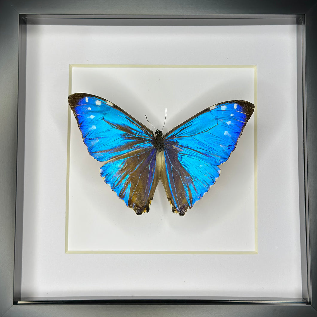 Zephyr Morpho