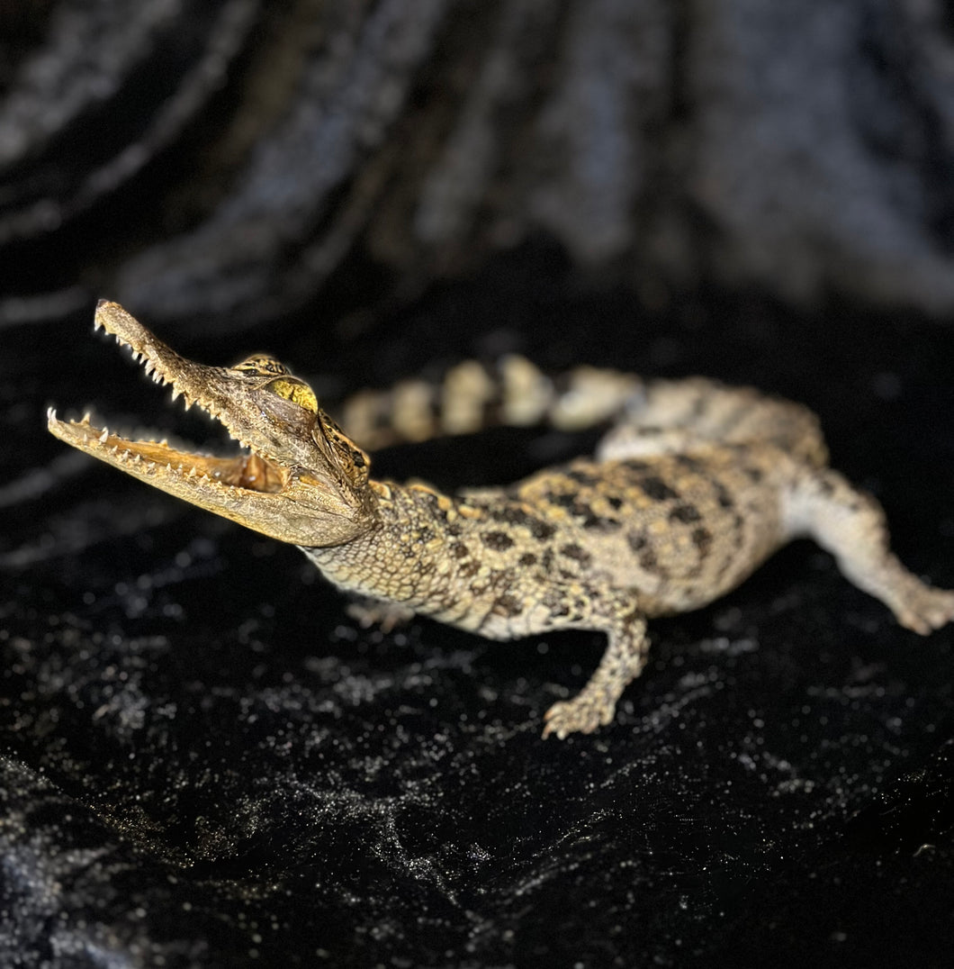Crocodile