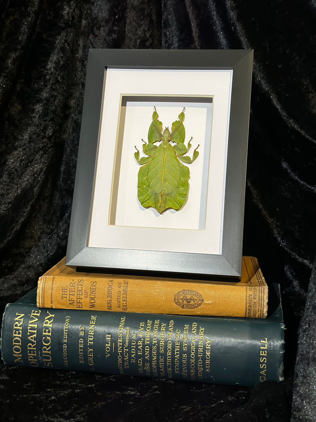 Green Leaf Insect