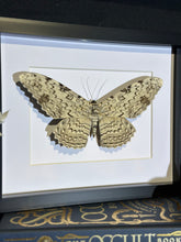 Load image into Gallery viewer, White Witch Moth
