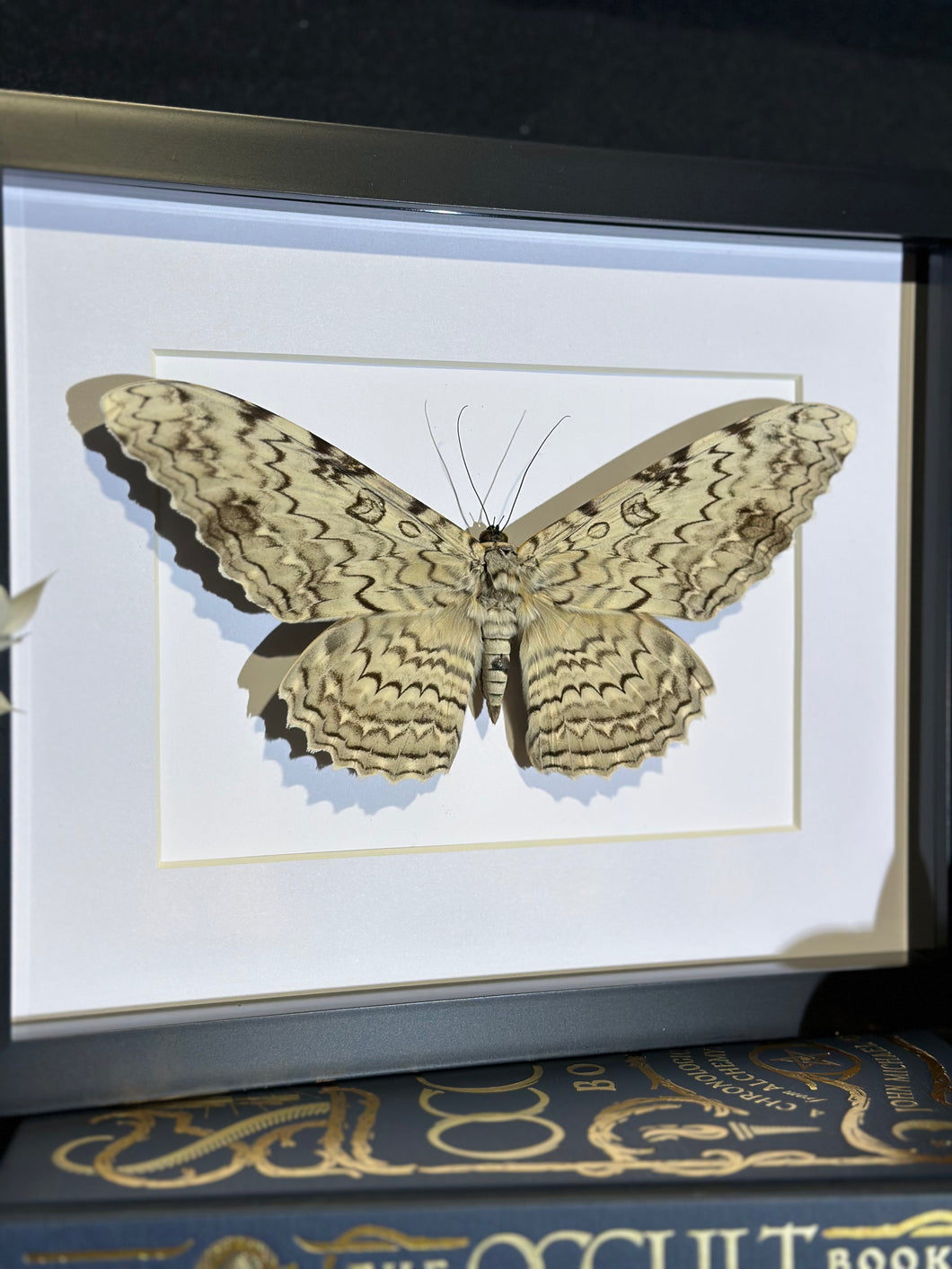 White Witch Moth