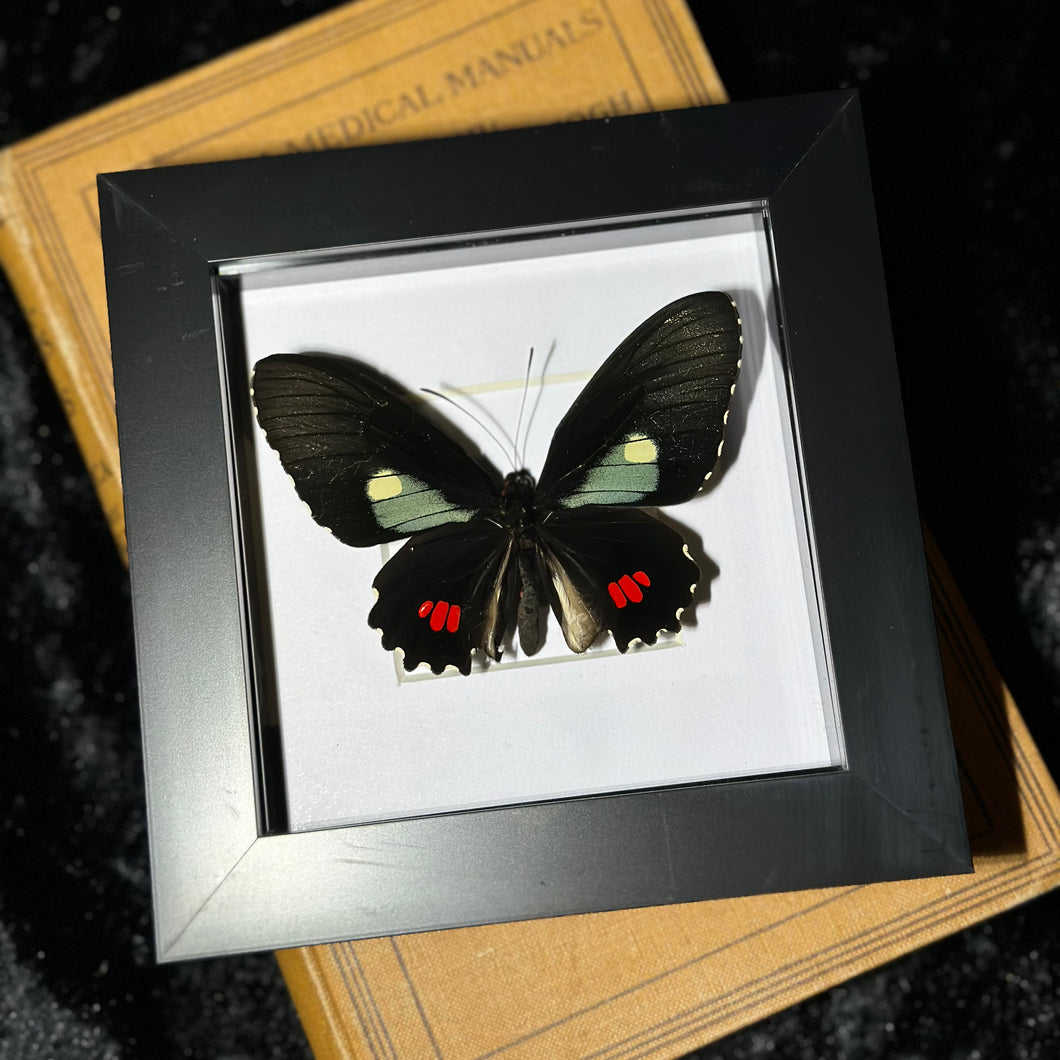 Arcas Cattleheart Butterfly