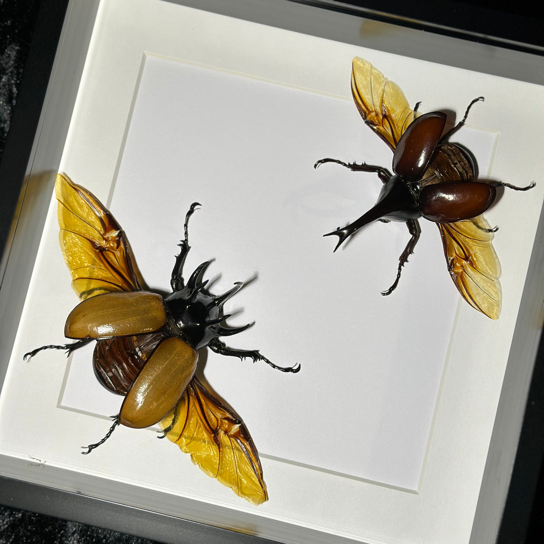 Five Horned + Common Rhinoceros Beetles