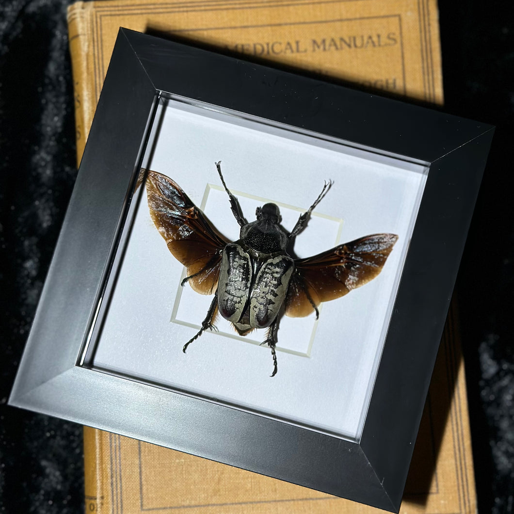 Goliath Beetle (small)