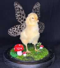 Load image into Gallery viewer, Fairy Chick
