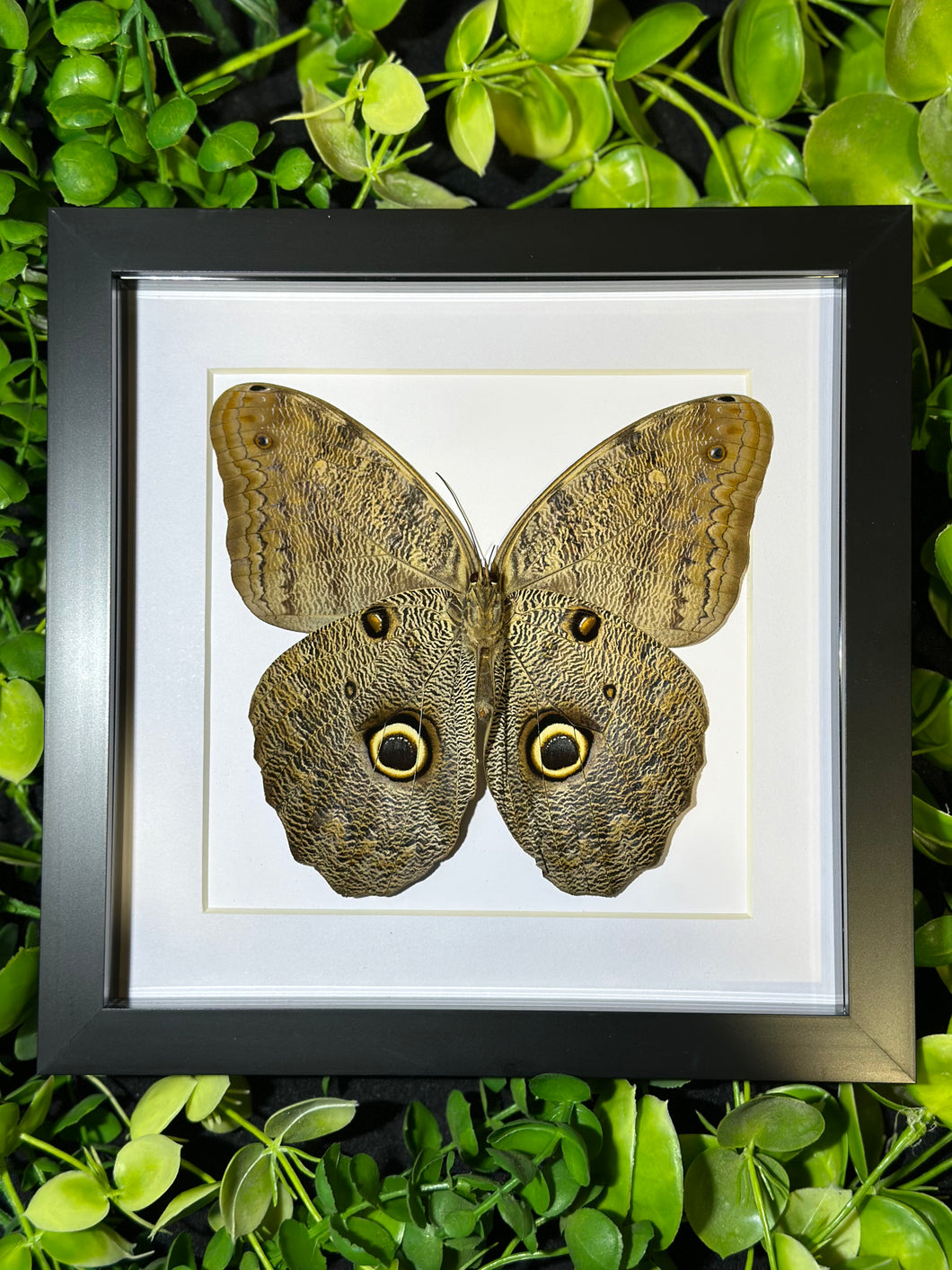 Owl Butterfly