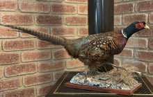 Load image into Gallery viewer, Ring Necked Pheasant
