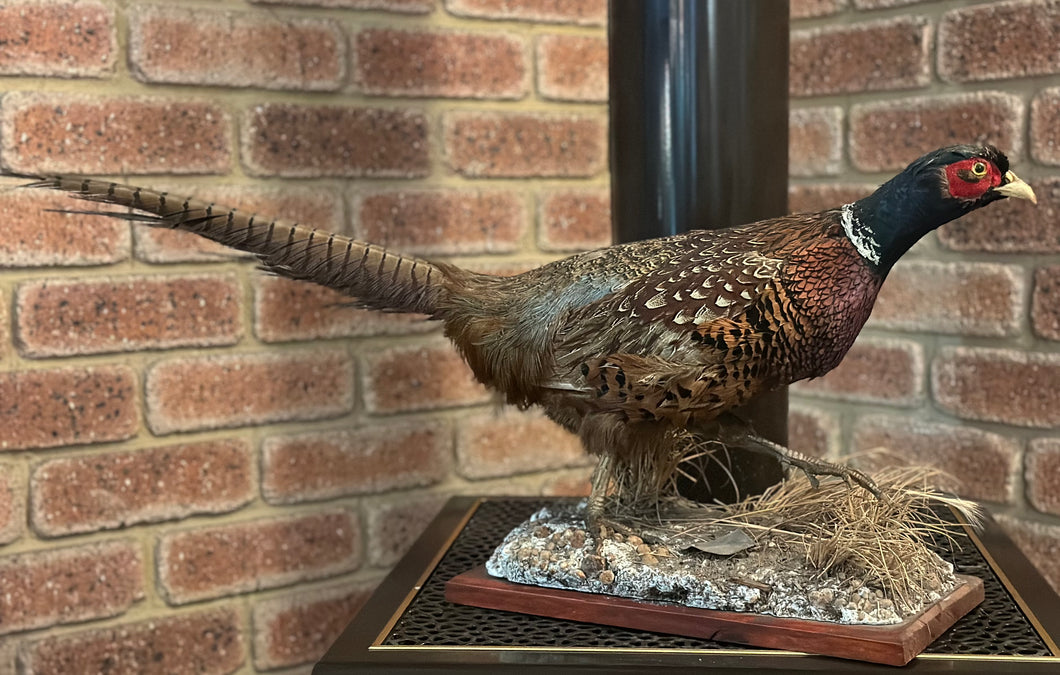 Ring Necked Pheasant