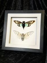 Load image into Gallery viewer, Blue Cicada + White Ghost Cicada
